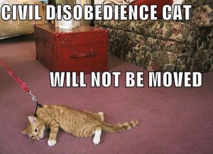 civil-disobedience-cat
